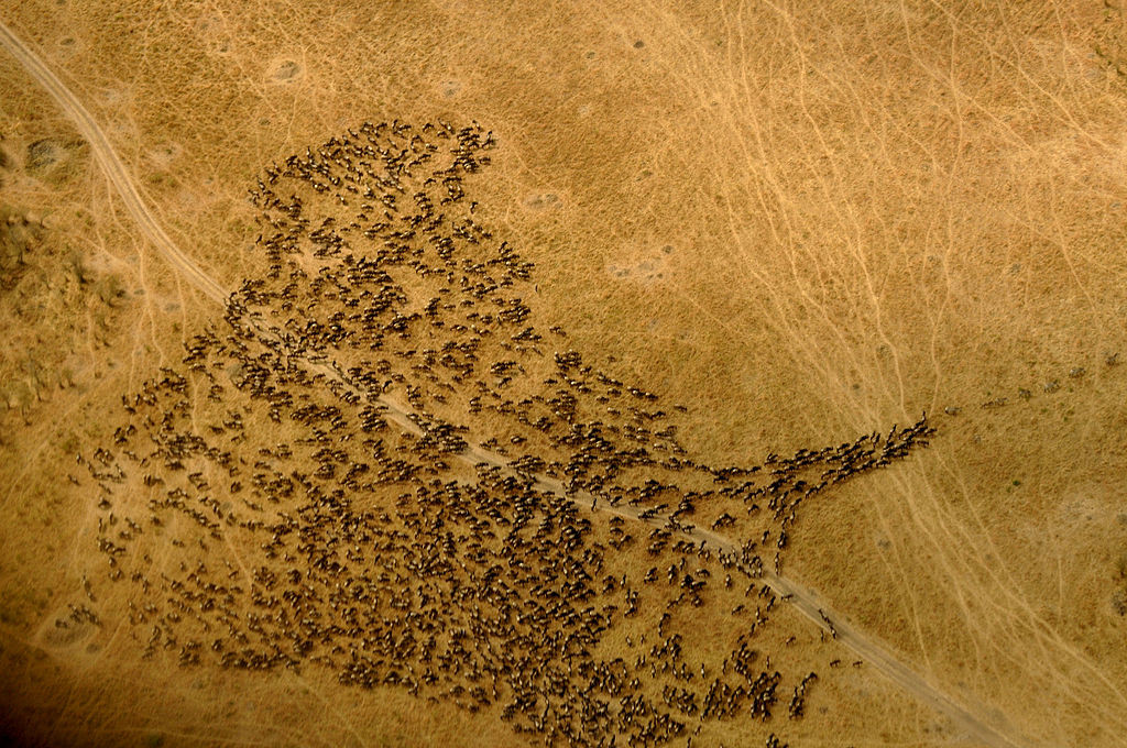 gran migración aventura amazonia.jpg