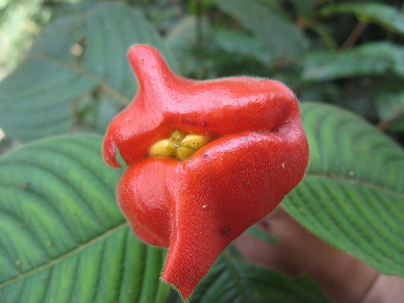 hookers lips