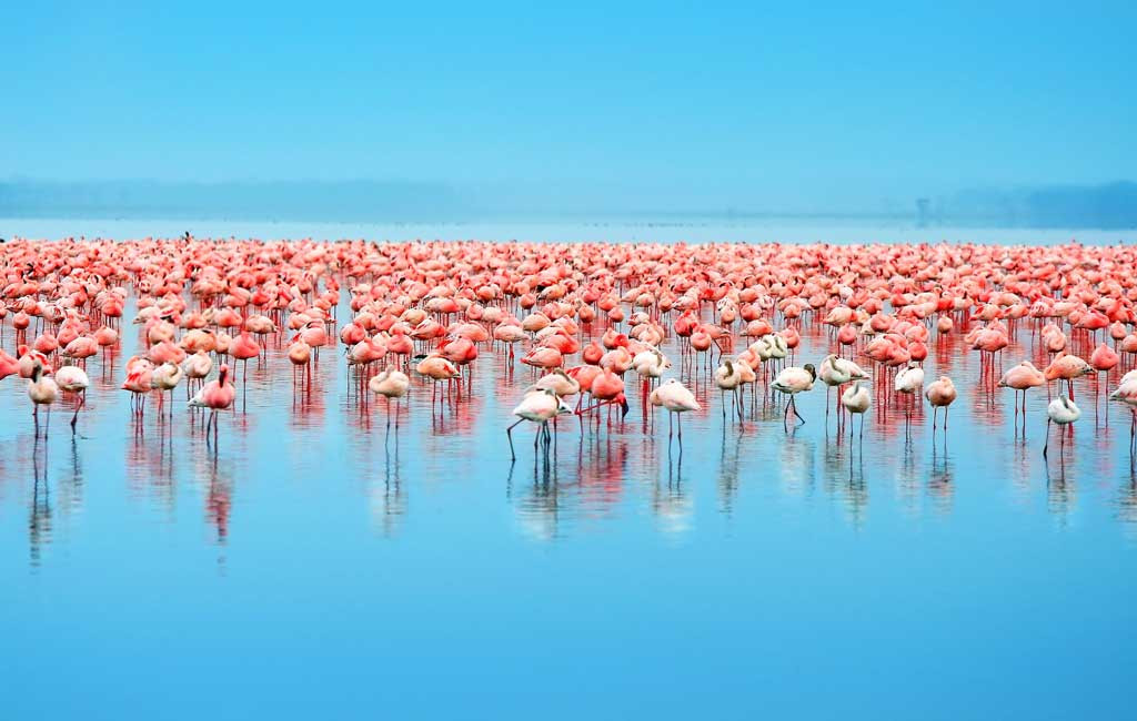 lago nakuru kenia aventura amazonia.jpg