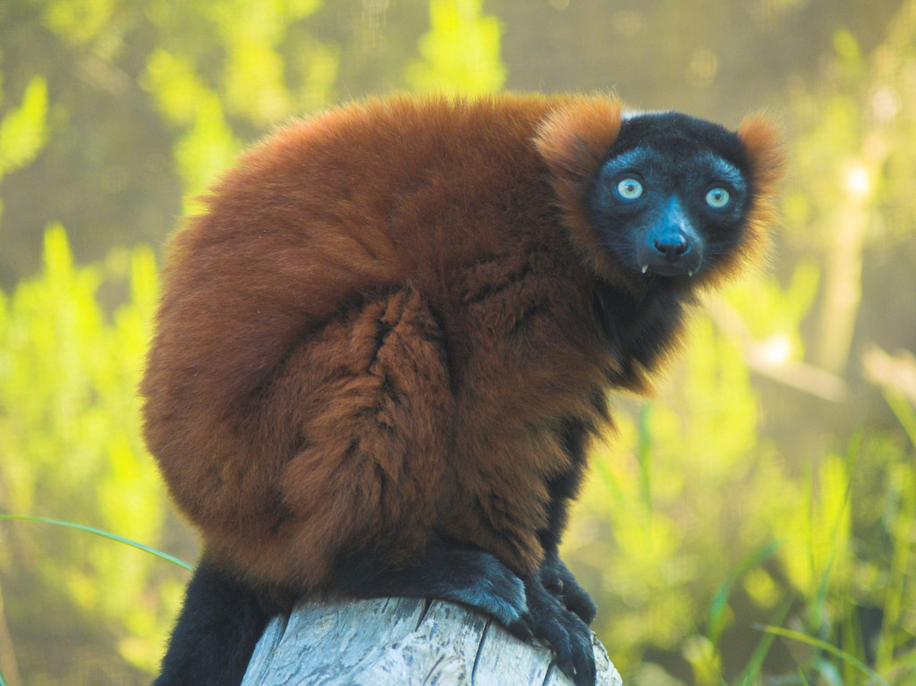 lemur.jpg