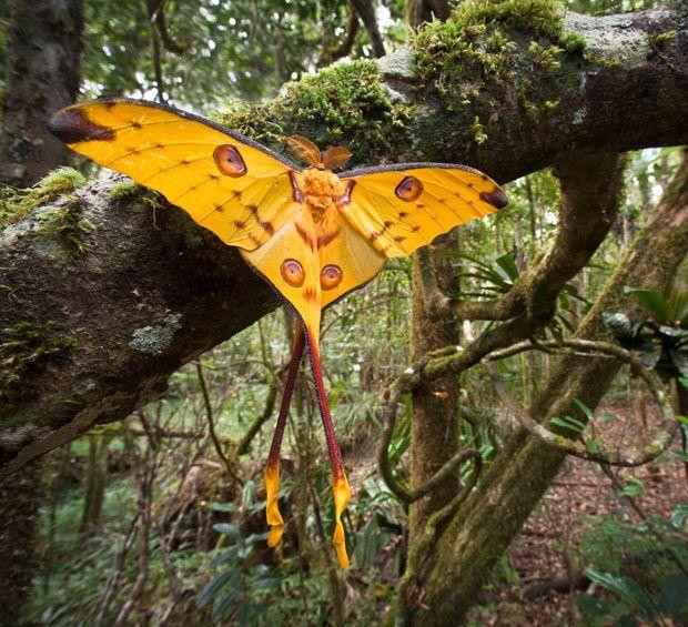 mariposa.jpg