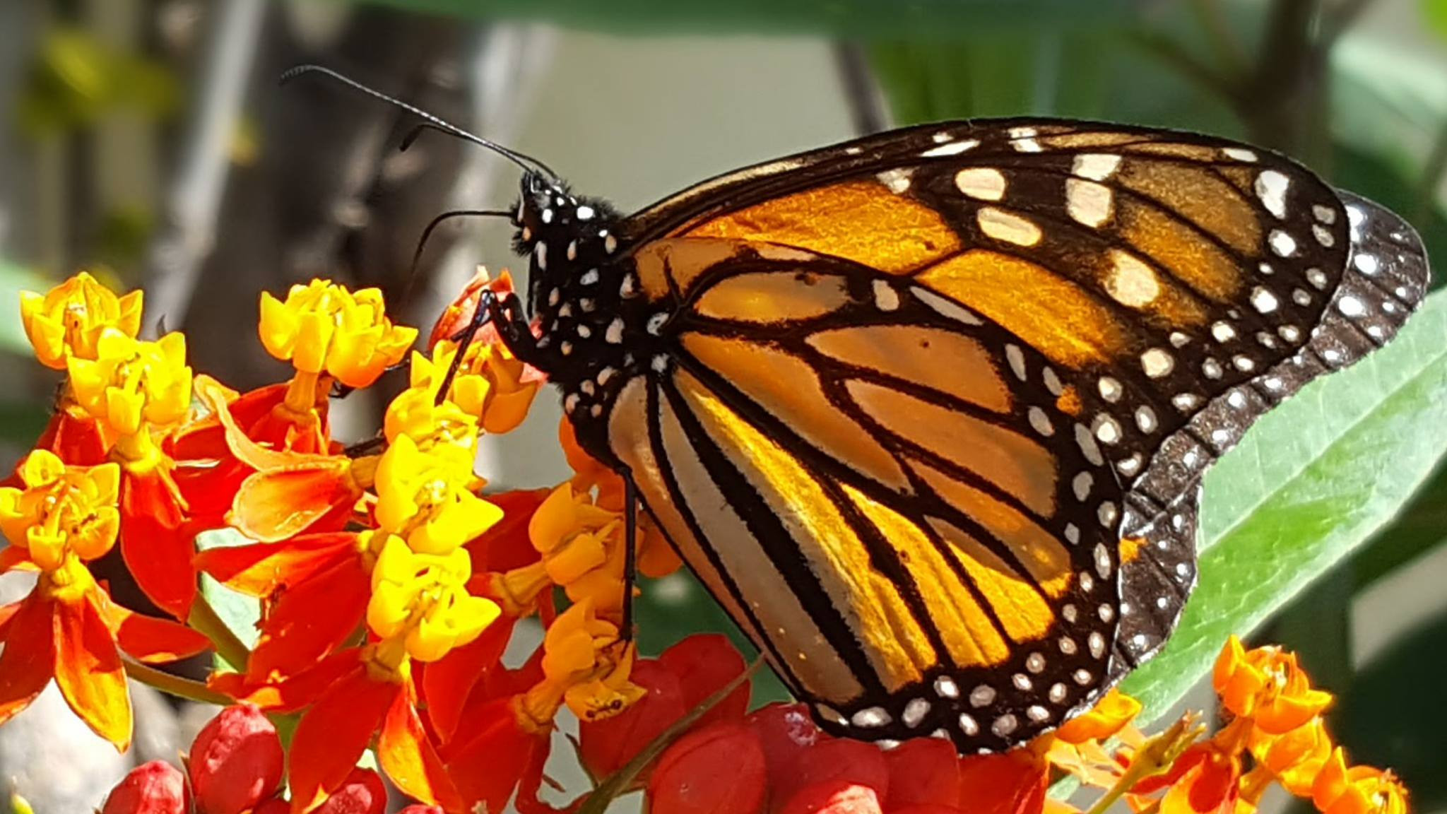 mariposa de chabela.jpg