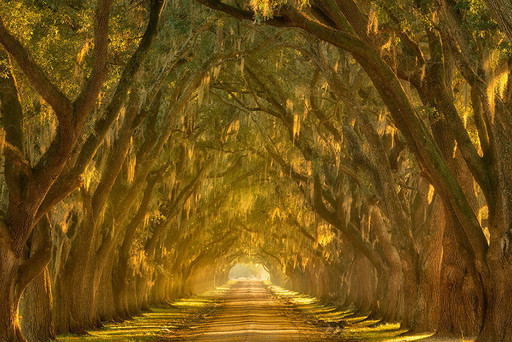 oak-alley-mississipi.jpg