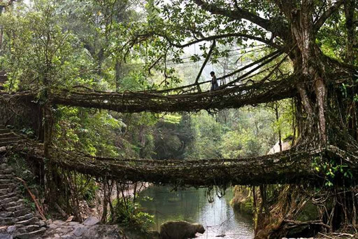Puentes colgantes en Cherrapunji, India