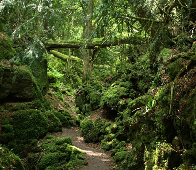 Puzzlewood bosque tolkien