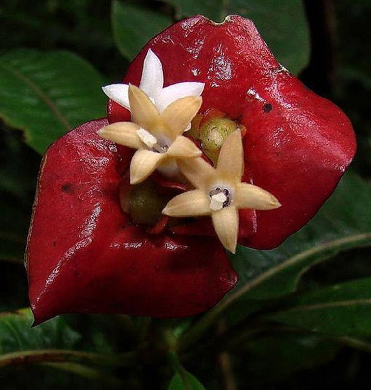 retonos flor labios rojos
