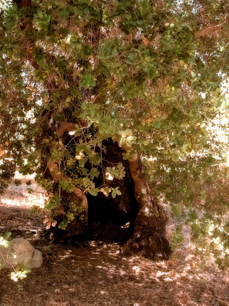 Roble Sueño Dorado