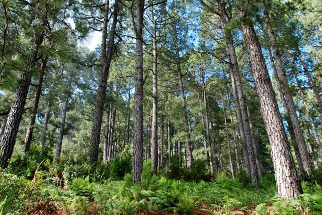 senderismo trekking caldera taburiente la palma Islas Canarias cedros aventura amazonia.jpg