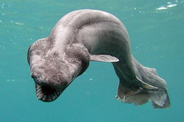 tiburón anguila.jpg