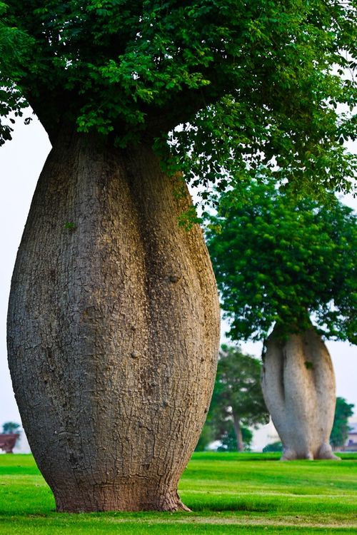 Toborochi arbol botella