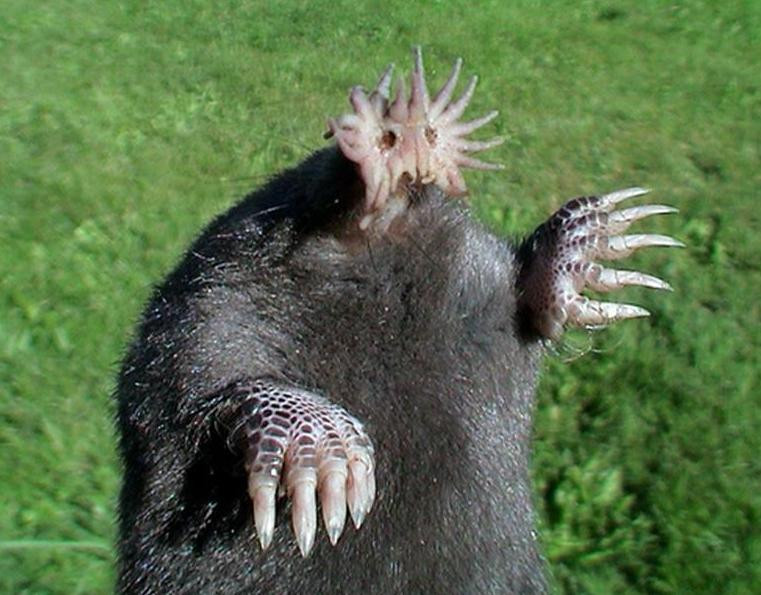 topo nariz estrellada2.jpg
