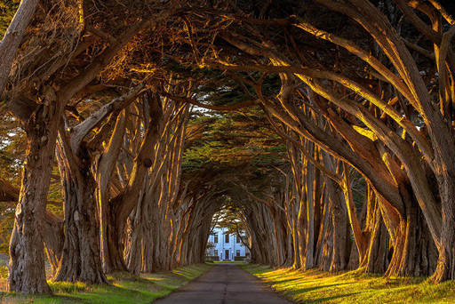 tunel-cipres-california.jpg