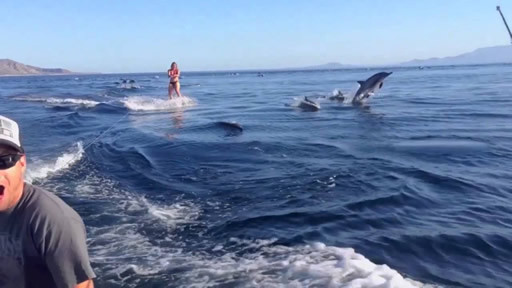 wakeboarding-delfines.jpg