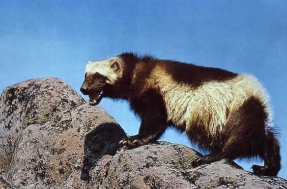 wolverine parque yelowstone aventura amazonia.jpg